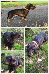 DTK Gruppe Kurpfalz, Ihr Club für alle Dackel in Kaiserslautern und der Vorderpfalz