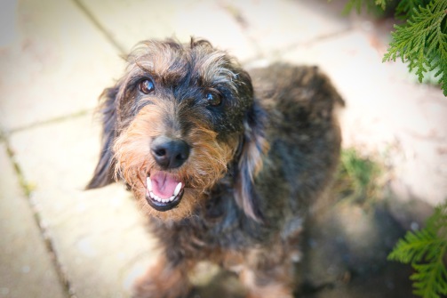 DTK Gruppe Kurpfalz, Ihr Club für alle Dackel in Kaiserslautern und der Vorderpfalz