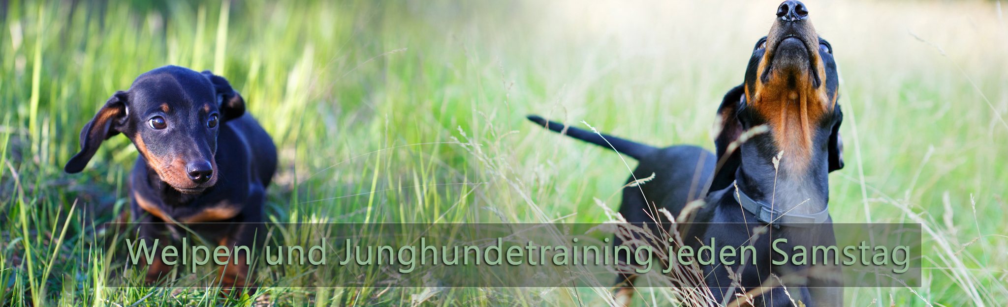 DTK Gruppe Kurpfalz, Ihr Club für alle Dackel in Kaiserslautern und der Vorderpfalz