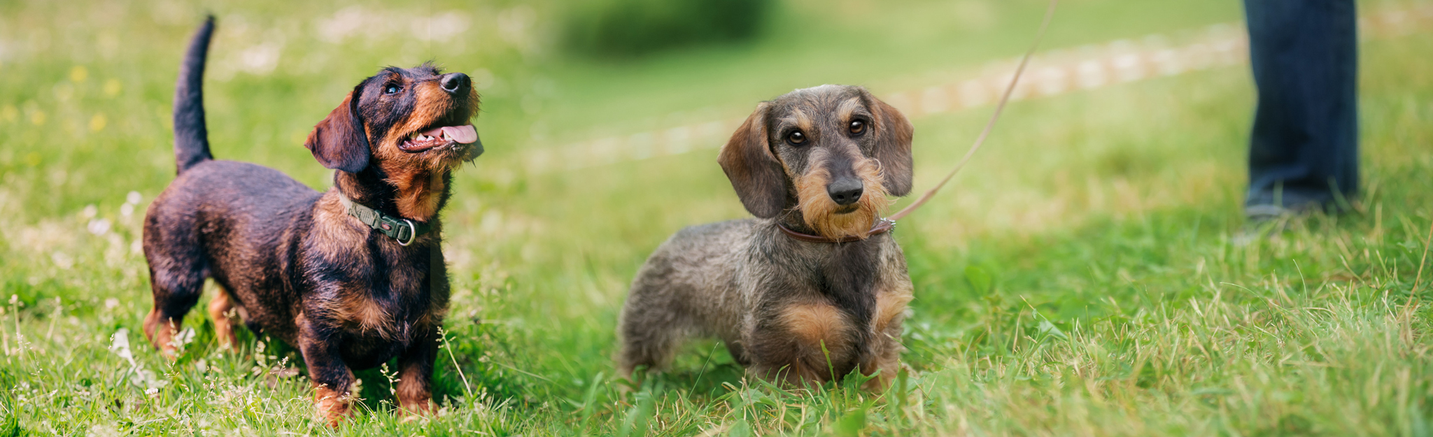 DTK Gruppe Kurpfalz, Ihr Club für alle Dackel in Kaiserslautern und der Vorderpfalz