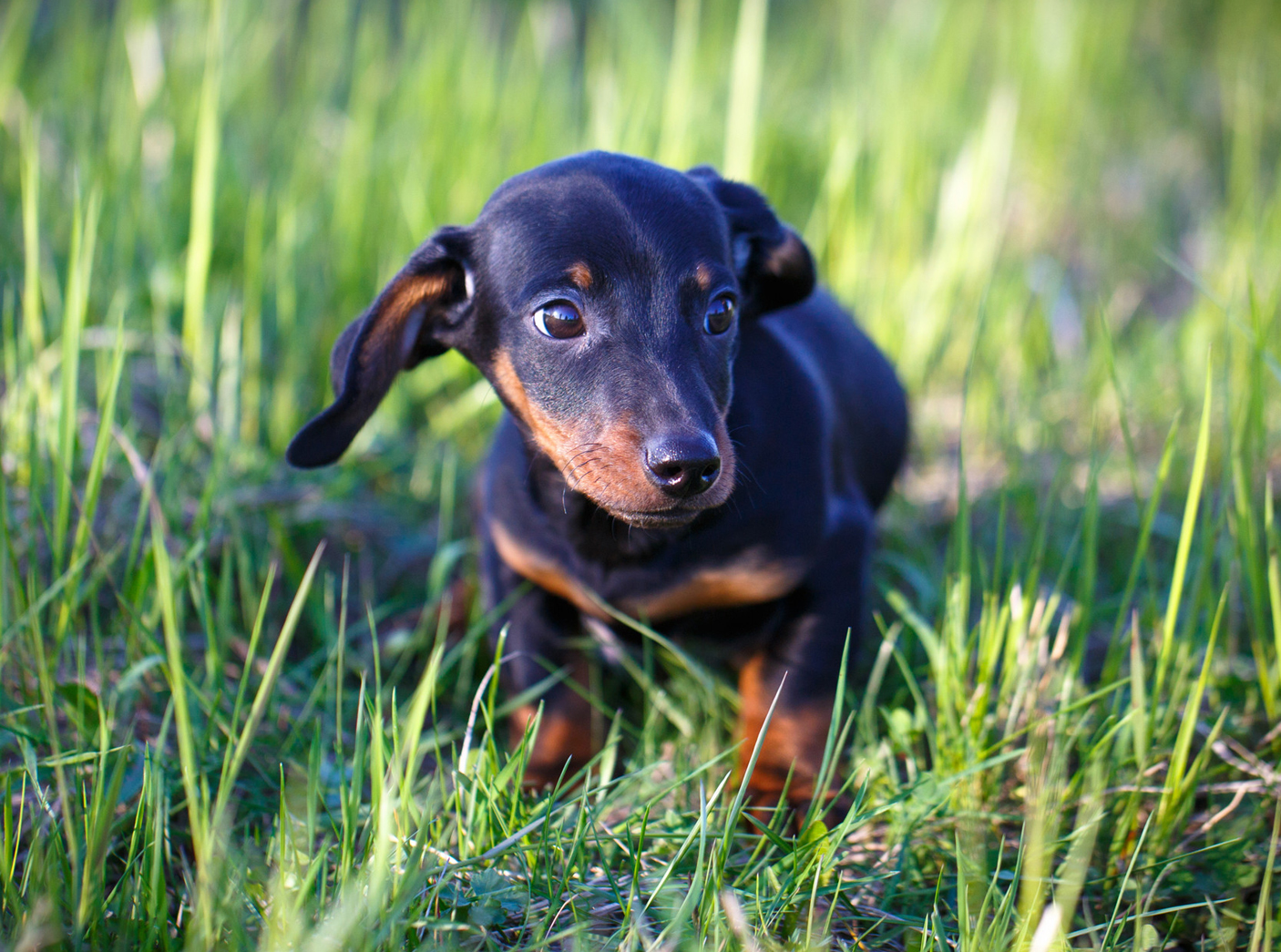 dtk-gruppe-kaiserslautern-training-1 DTK Gruppe Kurpfalz, Ihr Club für alle Dackel in Kaiserslautern und der Vorderpfalz