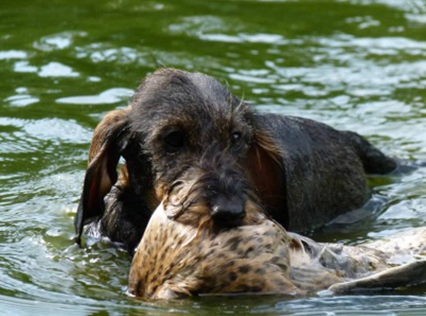 dtk-gruppe-kaiserslautern-training-4 DTK Gruppe Kurpfalz, Ihr Club für alle Dackel in Kaiserslautern und der Vorderpfalz