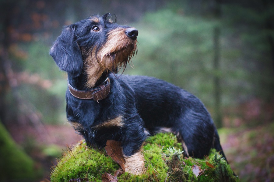 DTK Gruppe Kurpfalz, Ihr Club für alle Dackel in Kaiserslautern und der Vorderpfalz DTK Gruppe Kurpfalz, Ihr Club für alle Dackel in Kaiserslautern und der Vorderpfalz