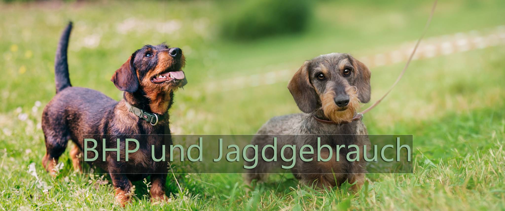 DTK Gruppe Kurpfalz, Ihr Club für alle Dackel in Kaiserslautern und der Vorderpfalz