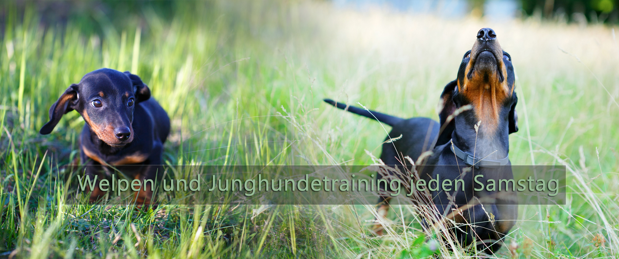 DTK Gruppe Kurpfalz, Ihr Club für alle Dackel in Kaiserslautern und der Vorderpfalz