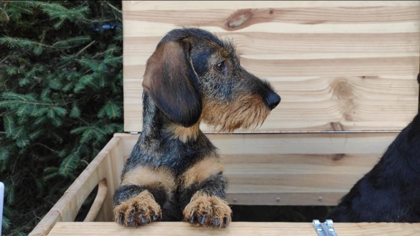 DTK Gruppe Kurpfalz, Ihr Club für alle Dackel in Kaiserslautern und der Vorderpfalz