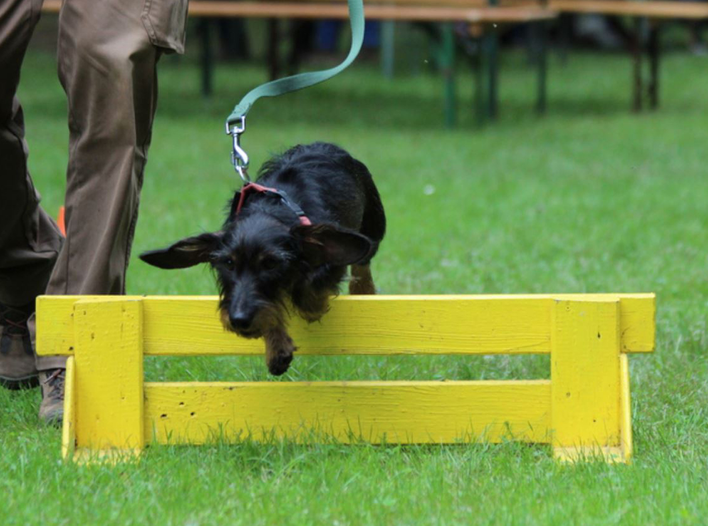 dtk-gruppe-kaiserslautern-offene-gruppe DTK Gruppe Kurpfalz, Ihr Club für alle Dackel in Kaiserslautern und der Vorderpfalz