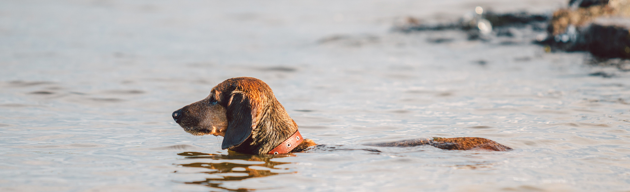 DTK Gruppe Kurpfalz, Ihr Club für alle Dackel in Kaiserslautern und der Vorderpfalz