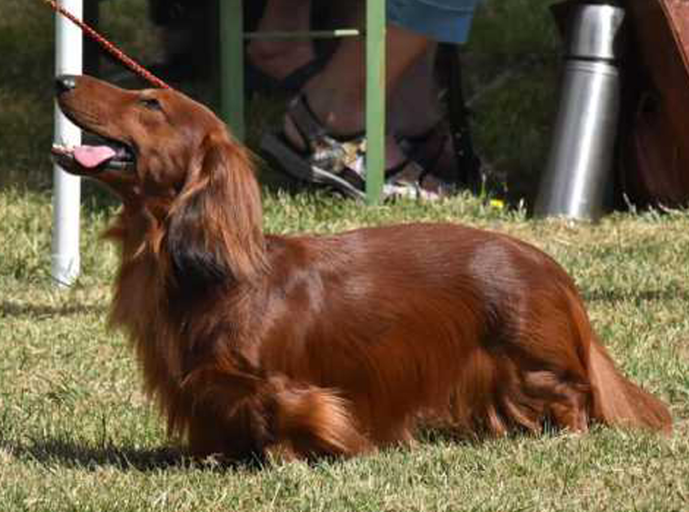 dtk-gruppe-kaiserslautern-training-2a DTK Gruppe Kurpfalz, Ihr Club für alle Dackel in Kaiserslautern und der Vorderpfalz