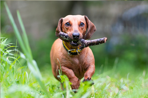 DTK Gruppe Kurpfalz, Ihr Club für alle Dackel in Kaiserslautern und der Vorderpfalz