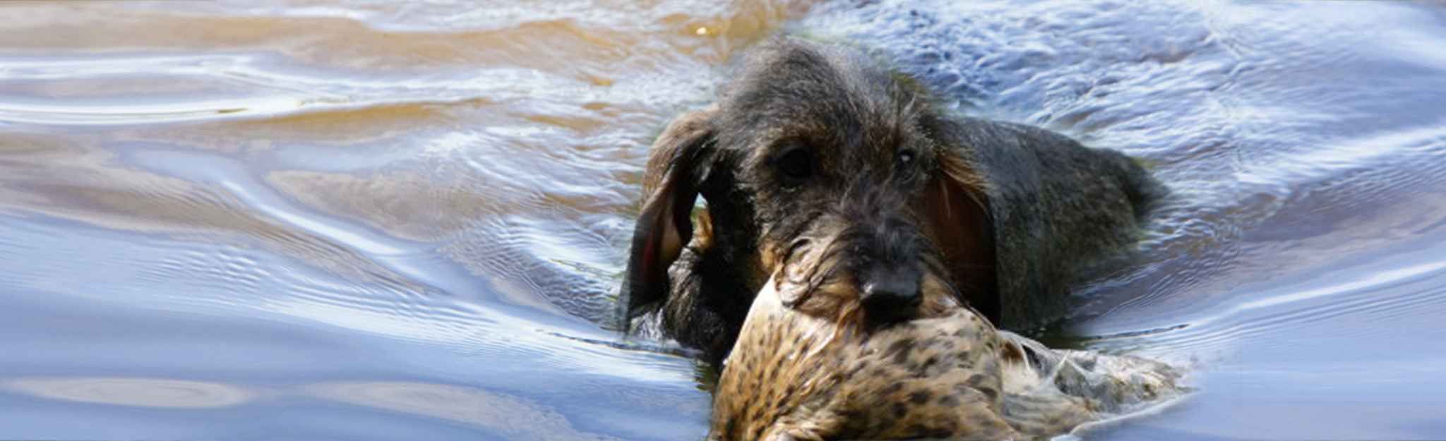 DTK Gruppe Kurpfalz, Ihr Club für alle Dackel in Kaiserslautern und der Vorderpfalz